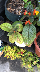 Chrysothemis pulchella