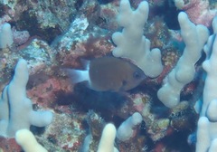 Pycnochromis hanui