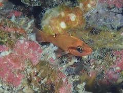 Evermann's Cardinalfish photo 3