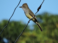 Myiarchus swainsoni