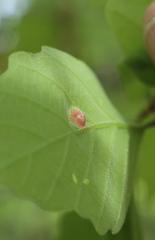 Neuroterus quercusirregularis