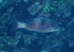 Parupeneus insularis