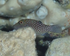 Canthigaster amboinensis