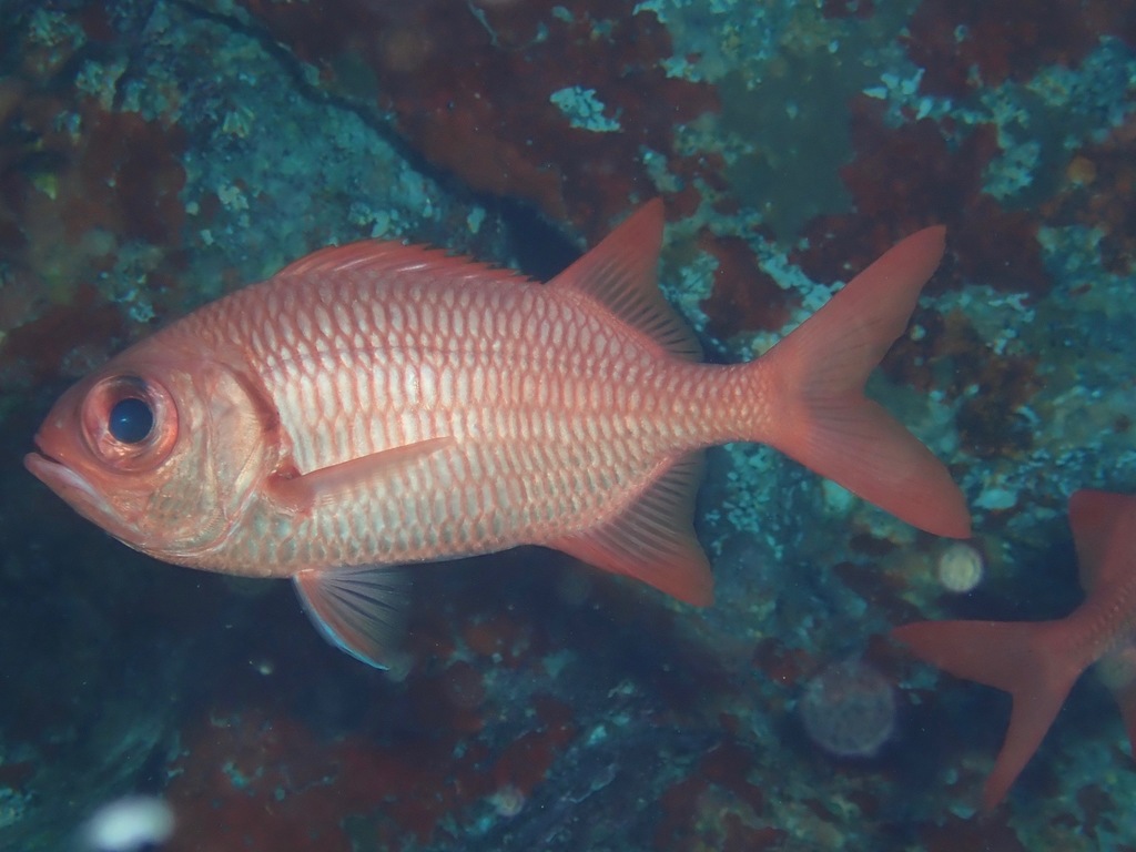 Brick soldierfish (Myripristis amaena) — Holocentridae