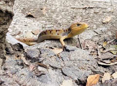 Gerrhonotus liocephalus