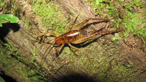Photo of Talitropsis sedilloti Bolívar, 1882 (Talitropsis sedilloti Bolívar, 1882)