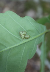 Neuroterus quercusirregularis