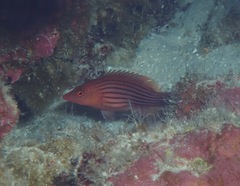 Pseudocheilinus octotaenia