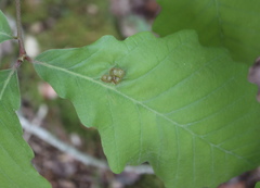 Neuroterus quercusirregularis