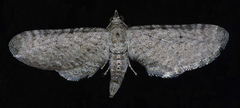 Eupithecia zygadeniata