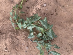 Angiospermae