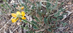 Hippocrepis scabra