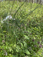 Juncus effusus pylaei
