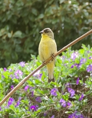 Spinus psaltria