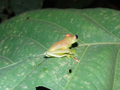 Boana cinerascens