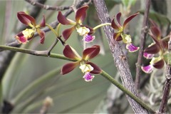 Encyclia guatemalensis