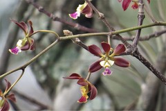 Encyclia guatemalensis