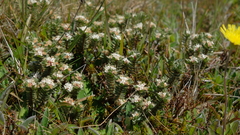 Pimelea oreophila