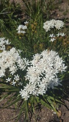 Corymbium villosum