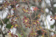 Encyclia guatemalensis
