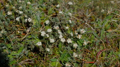 Pimelea oreophila