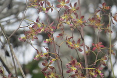 Encyclia guatemalensis