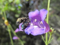 Eulonchus marginatus