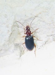 Platynina
