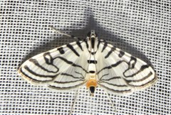 Conchylodes concinnalis
