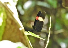 Heliconius erato hydara