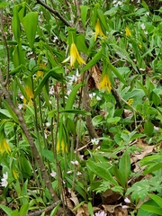 Uvularia grandiflora