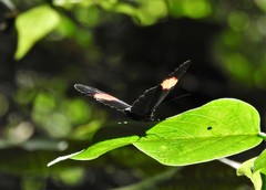 Heliconius erato hydara
