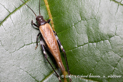 Mnesibulus bicolor