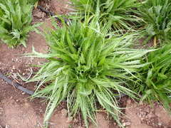 Microseris laciniata