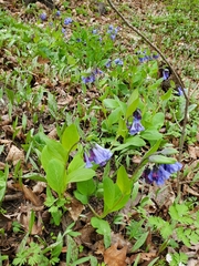 Mertensia virginica