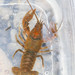 Big Water Crayfish - Photo (c) Gary Yankech, some rights reserved (CC BY-NC-SA), uploaded by Gary Yankech