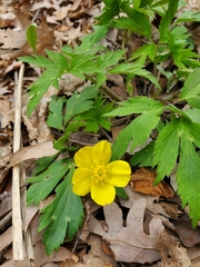 Ranunculus hispidus