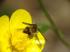 Bombylius fimbriatus