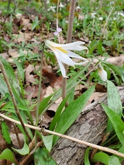Erythronium albidum