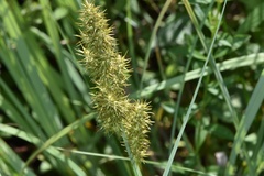 Carex crus-corvi