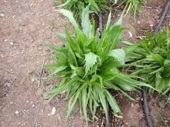 Microseris laciniata