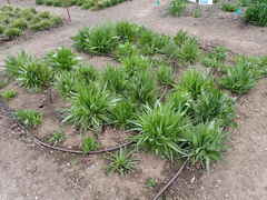 Microseris laciniata