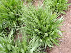 Microseris laciniata