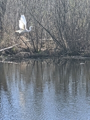 Ardea alba