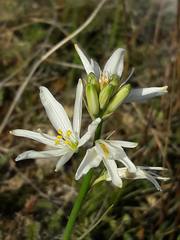Anthericum liliago
