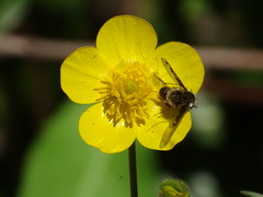 Bombylius fimbriatus