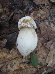 Tylopilus rhoadsiae