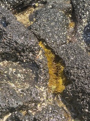 Ahnfeltiopsis concinna