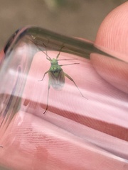 Closterotomus