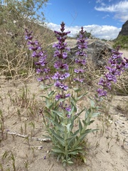 Penstemon acuminatus